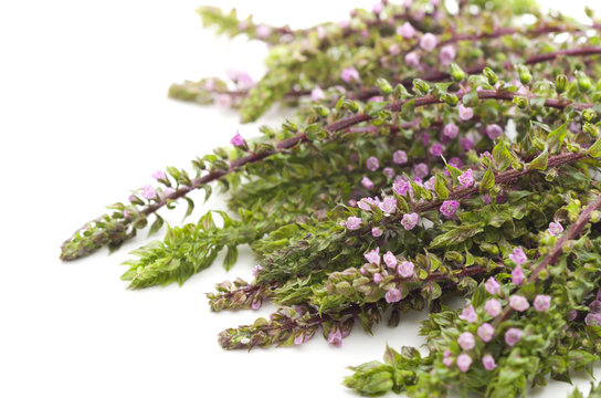 穂紫蘇 Images Browse 287 Stock Photos Vectors And Video Adobe Stock