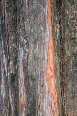 the bark of the tree be taken off  / A view of the bark of the tree be taken off 