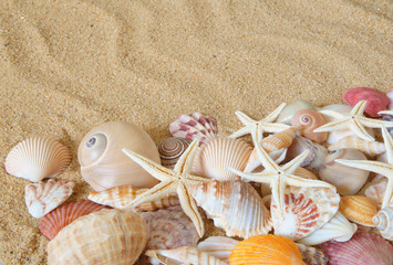 Many seashells and sea starfishes on sand background, sea and beach concept