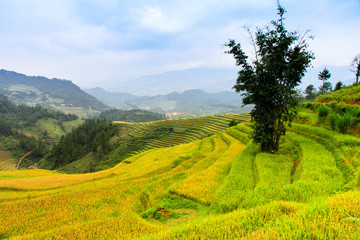 Fototapeta na wymiar Rice fields on terraced in Northwest of Vietnam.