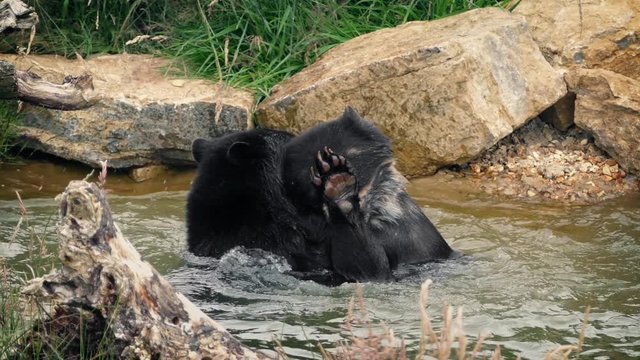 Bears Play Fighting In Water