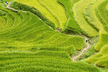 The terraced fields scenery in autumn
