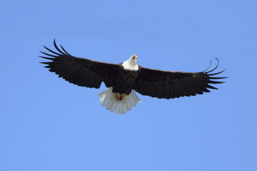 Naklejka premium Adult Bald Eagle (haliaeetus leucocephalus)