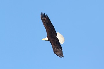 Obraz premium Bald Eagle (haliaeetus leucocephalus)