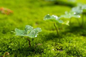  plant and green moss