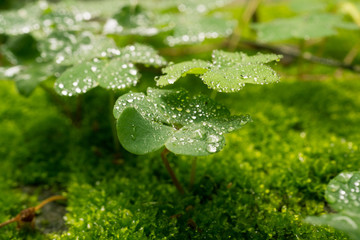  plant and green moss