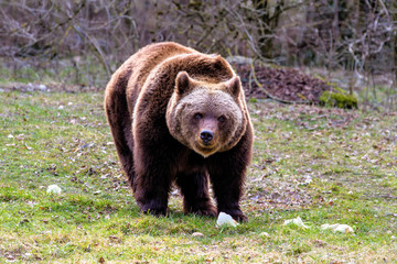 Obraz na płótnie Canvas Braunbär - Ursus arctos