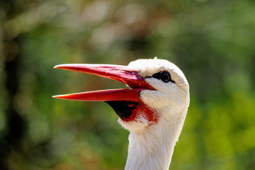 Weißstorch - Ciconia ciconia