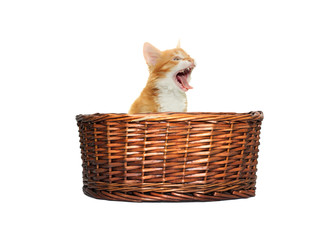 kitten yawning in the basket