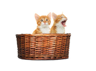 kitten  in the basket
