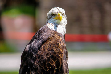 Greifvogel beim Falkner