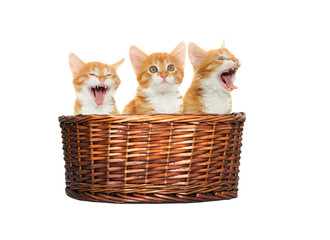 Obraz na płótnie Canvas kitten yawning in the basket
