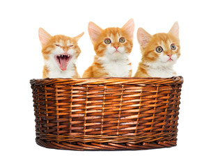 Fototapeta na wymiar kitten in the basket