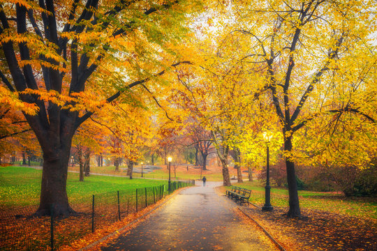 Fototapeta Central park at foggy morning, New York City, USA