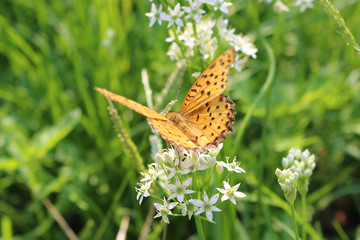 ニラの花の蜜を吸うツマグロヒョウモンのオス