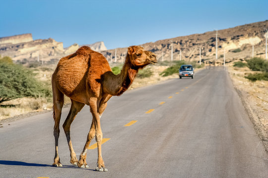 Camel crossing the road