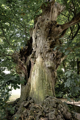 Fototapeta na wymiar Old tree