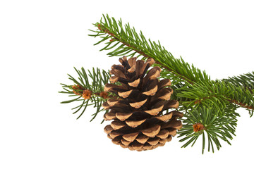 Fir tree branch with cone isolated on a white background. Christ