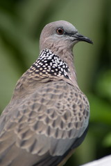 Spotted Dove