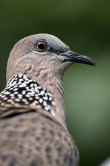 Spotted Dove