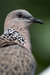 Spotted Dove