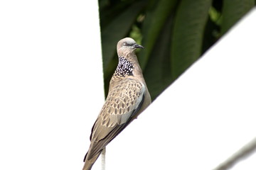 Spotted Dove
