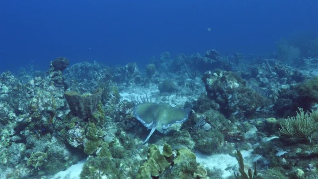 Unterwasser - Riff - Fisch - Rochen - Stechrochen - Koralle - Schwamm  - Tauchen - Curacao - Karibik - 4K