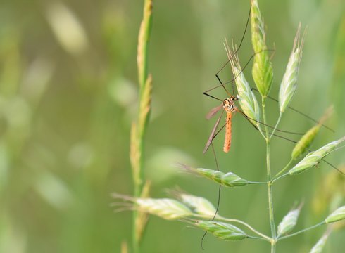 TIPULOIDEA OR LONGLEGGED FLY ON GREEN GRAIN.
