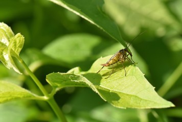 FLY OR FLYING INSECT SITTING ON LEAF