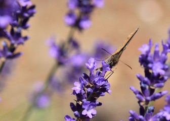 FRONT VIEW OF BUTTERFLY SITTING ON PURPLE FLOWERS