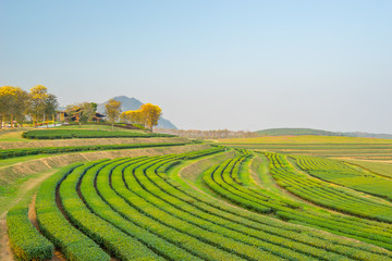 Beautiful green tea curve in Chiang Rai