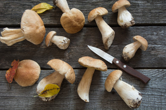 Fresh white mushrooms from  forset on rustic wooden board, overhead view.