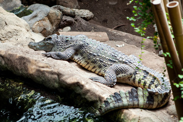 Portrait of alligator in reptilarium