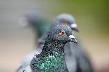 鳩