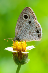 White Butterfly (Pieris rapae) on a flower