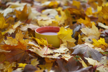 Tea and autumn leaves