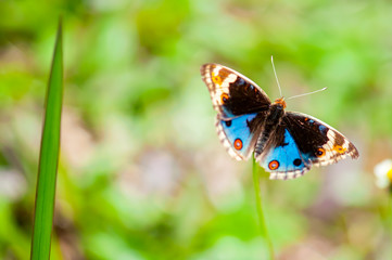 Blue Pansy butterfly (Junonia orithya) on a flower