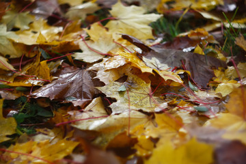 Naklejka na ściany i meble Fall autumn leaves in the forest