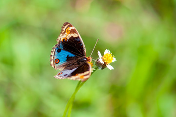 Blue Pansy butterfly (Junonia orithya) on a flower