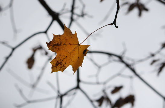 Autumn leaf on a tree