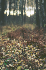 Obraz premium Autumn forest at evening