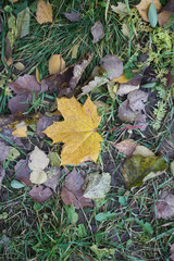 Autumn grass and maple leaf