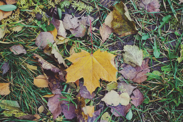 Autumn grass and leaves
