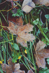 Autumn grass and leaves