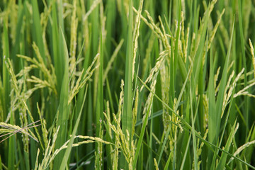 Rice in a paddy field,Blur Paddy rice field in the morning backg