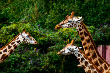 Giraffen - Versammlung