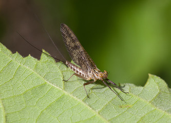 Obraz premium Macrophotographie d'un insecte: Mouche de mai (Ephemera danica)