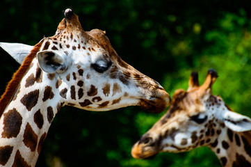 Giraffenköpfe