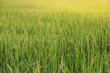Rice in a paddy field,Blur Paddy rice field in the morning backg