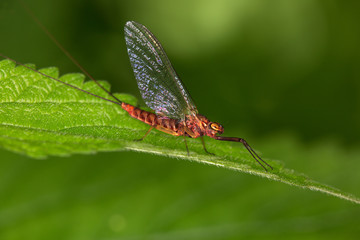 Fototapeta na wymiar Macrophotographie d'un insecte: Mouche de mai (Ephemera danica)